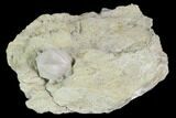 Blastoid (Pentremites) Fossil - Illinois #102252-1